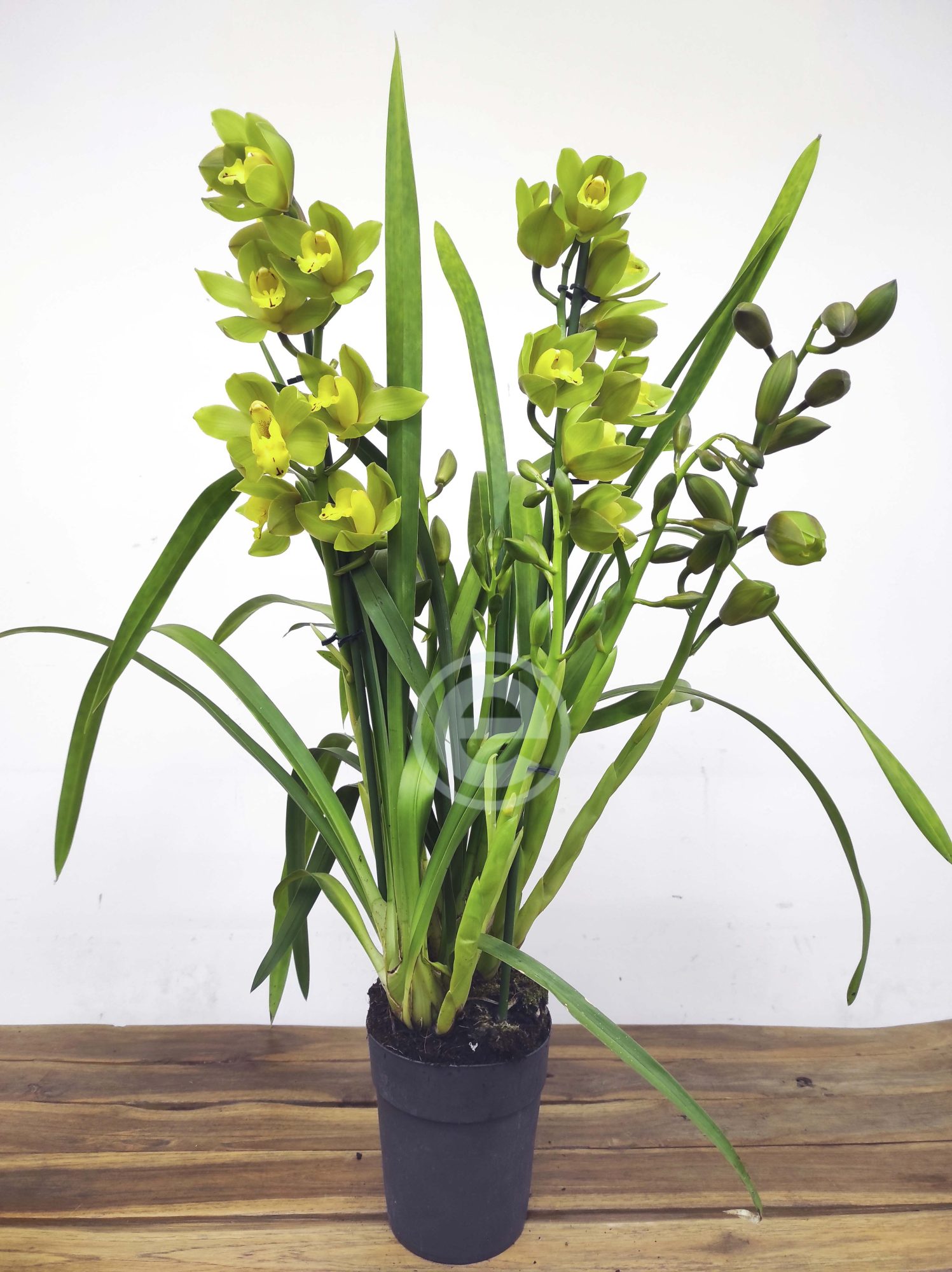 Cymbidium - Flor Grande - Image 2