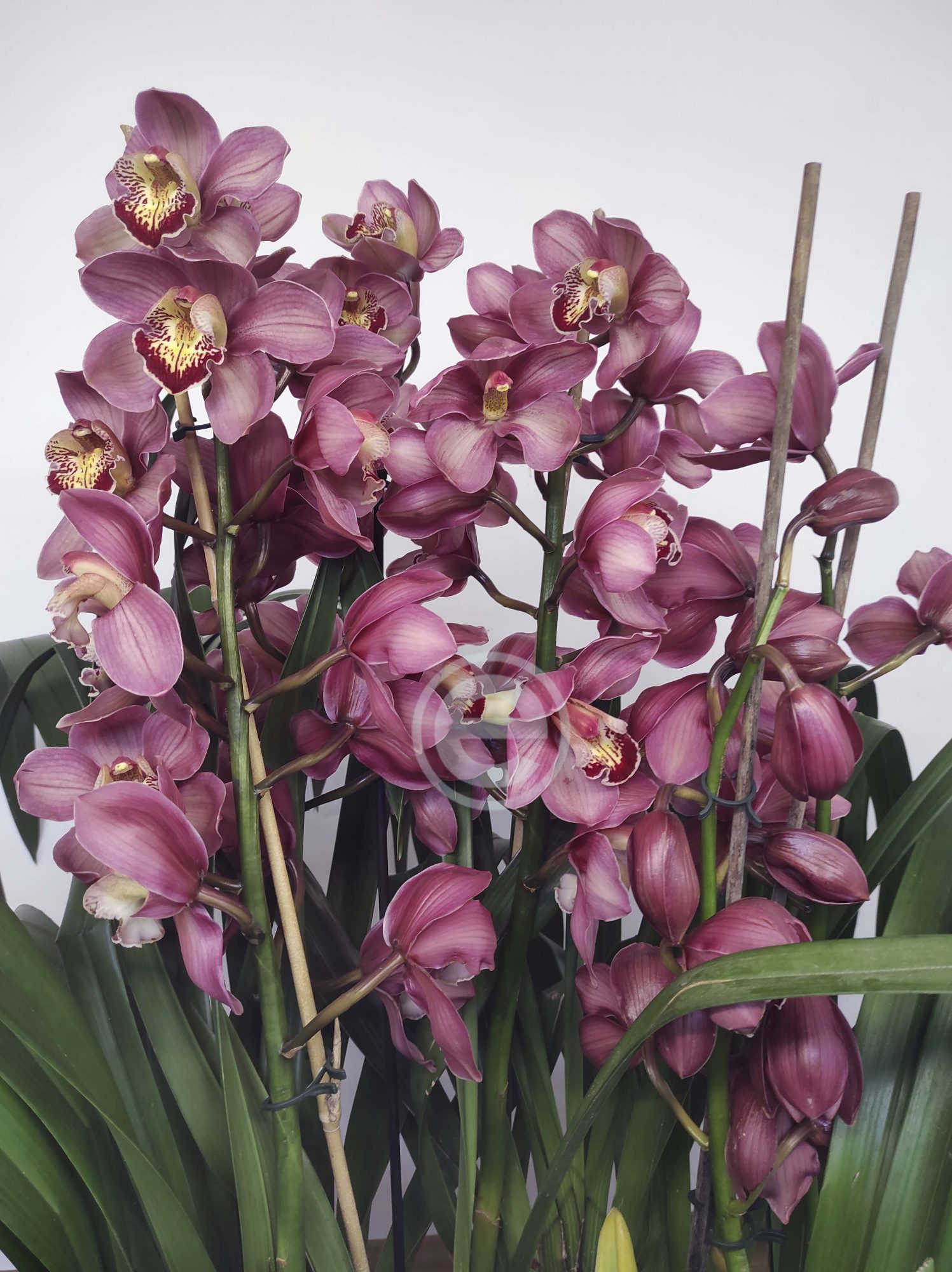 Cymbidium - Flor Grande - Image 2