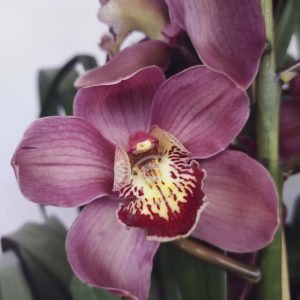 Cymbidium - Flor Grande
