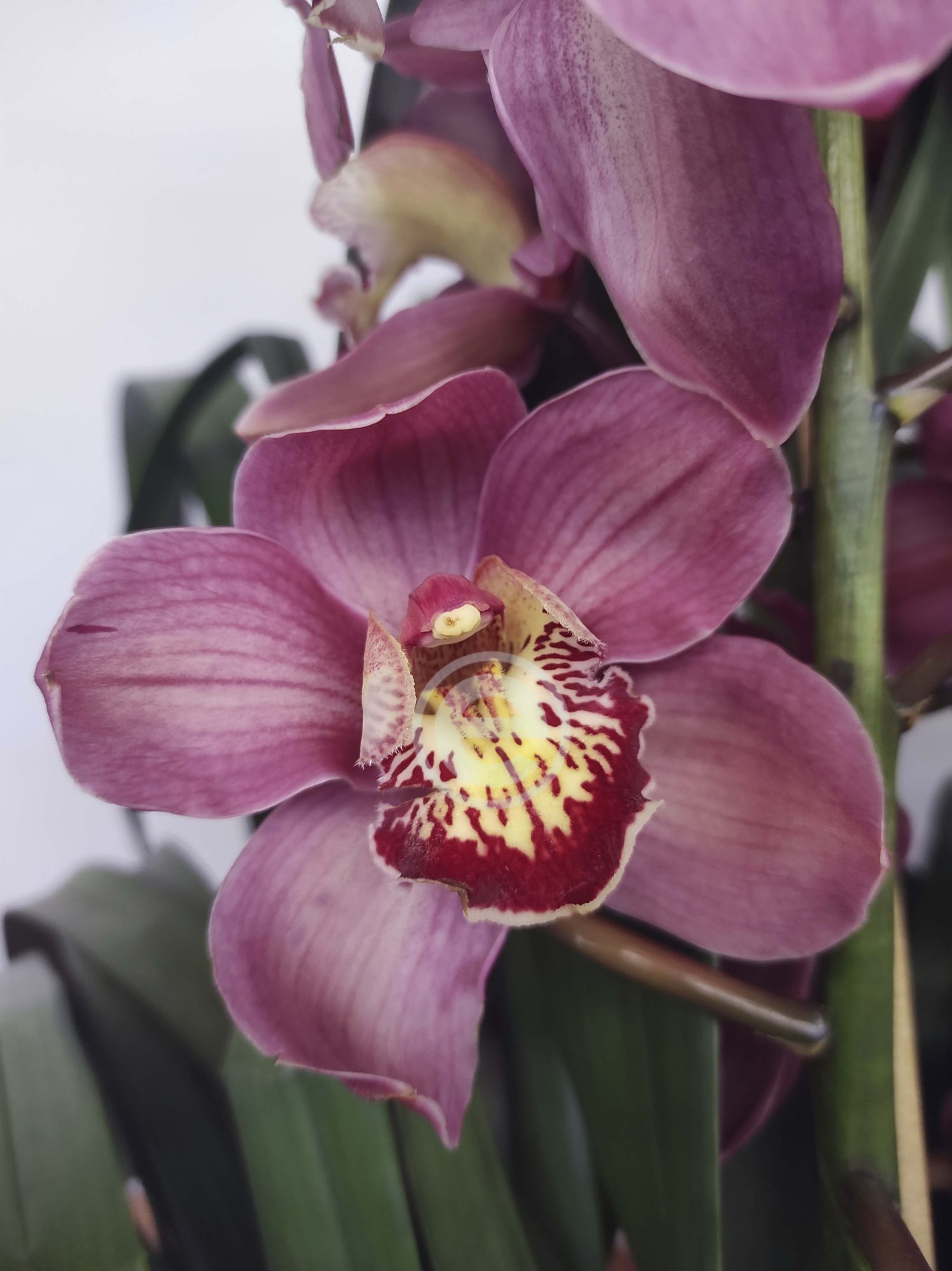 Cymbidium - Flor Grande