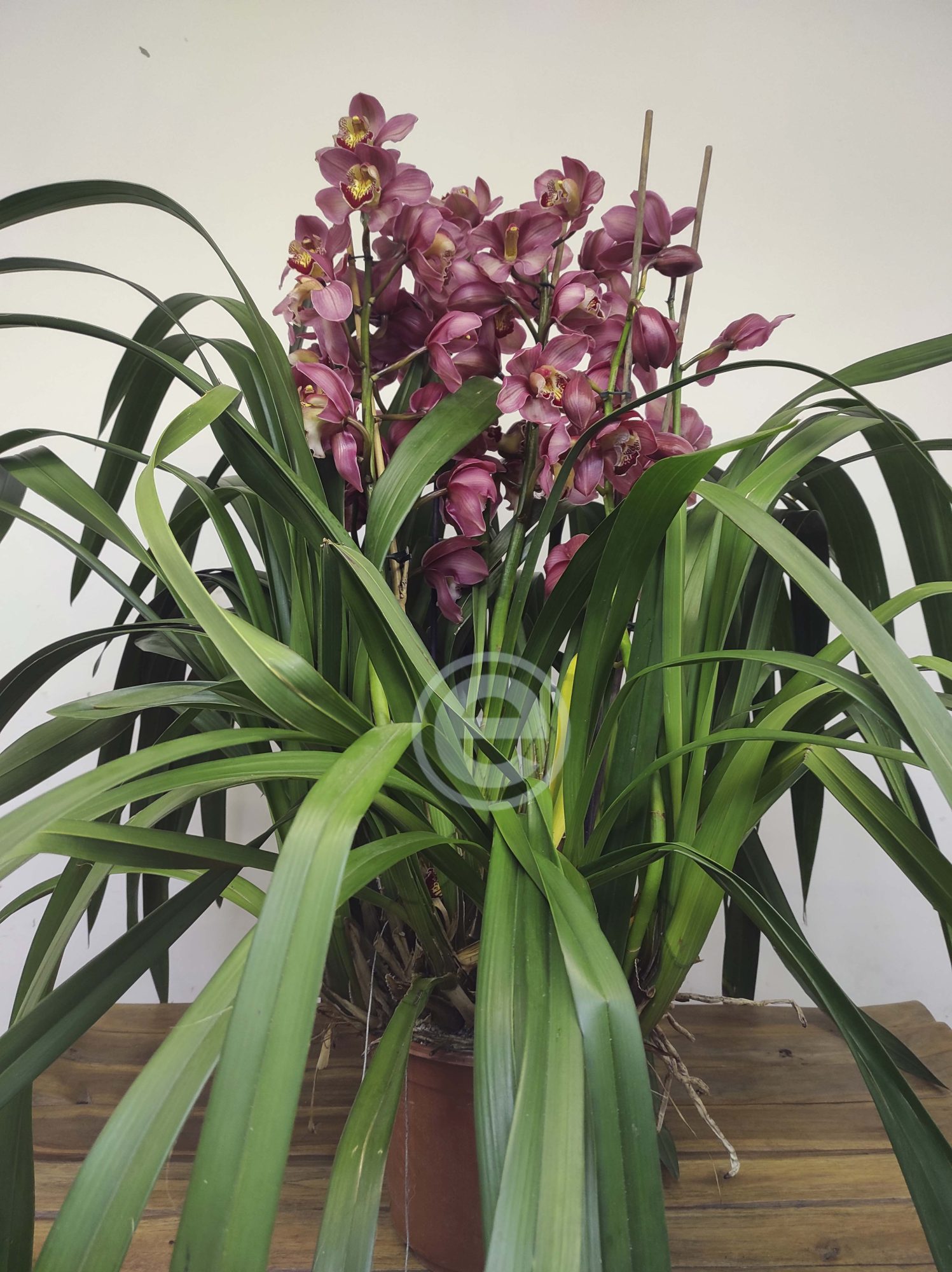 Cymbidium - Flor Grande - Image 3