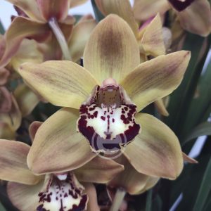 Cymbidium - Flor Grande