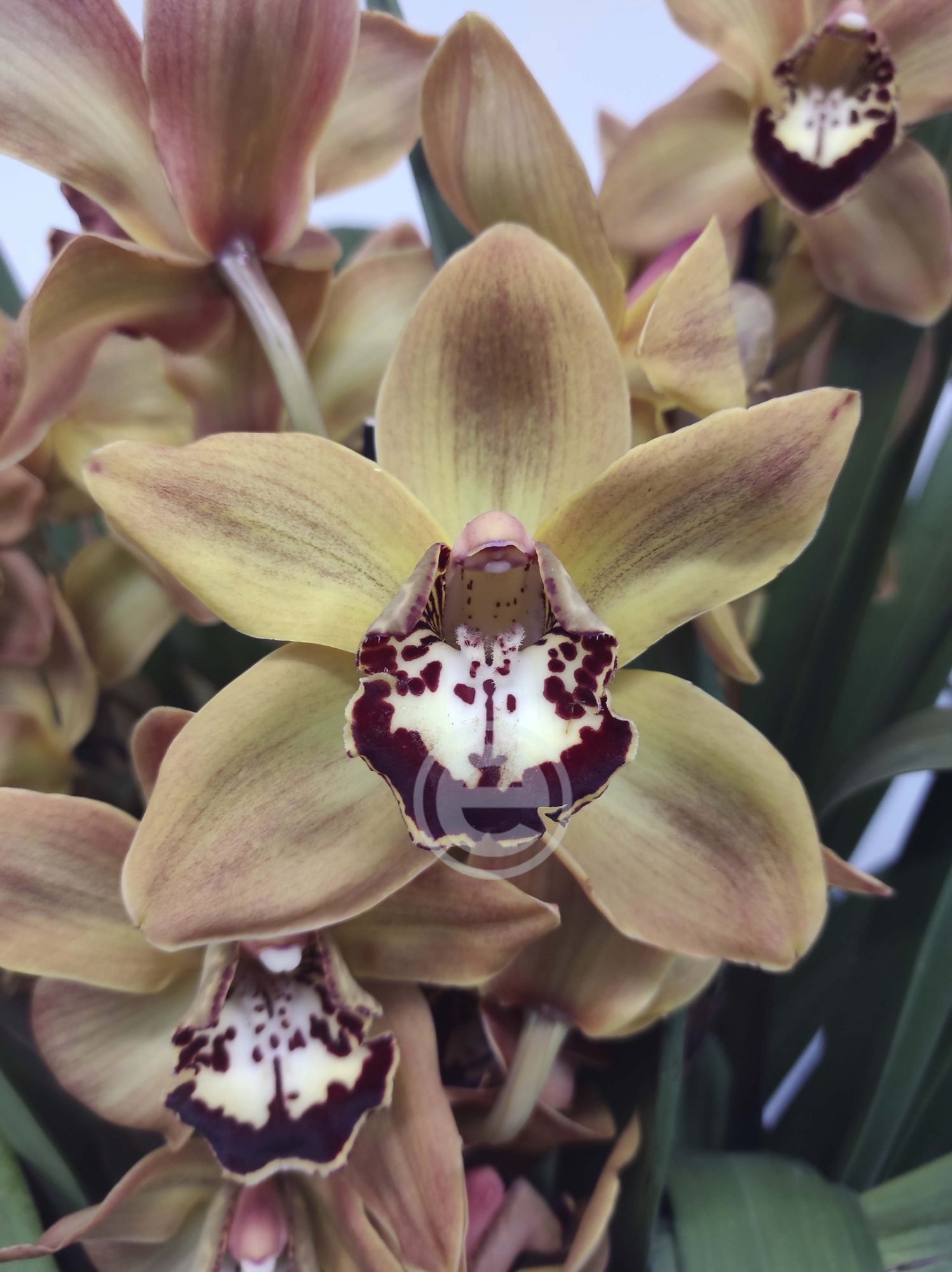 Cymbidium - Flor Grande
