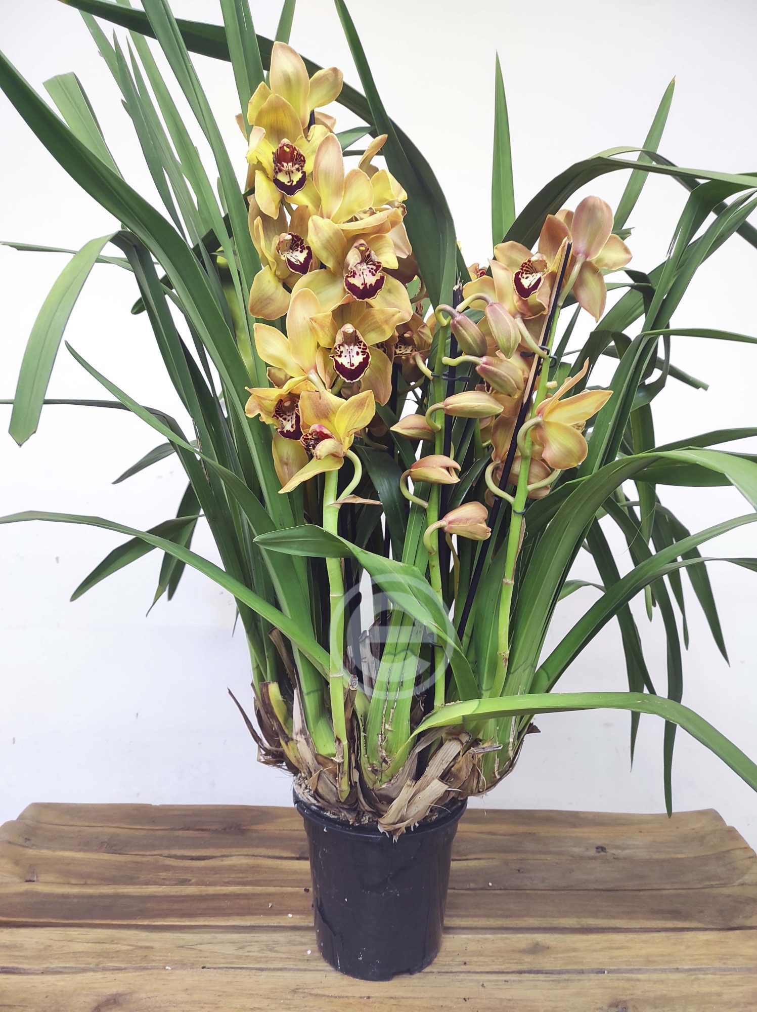 Cymbidium - Flor Grande - Image 3