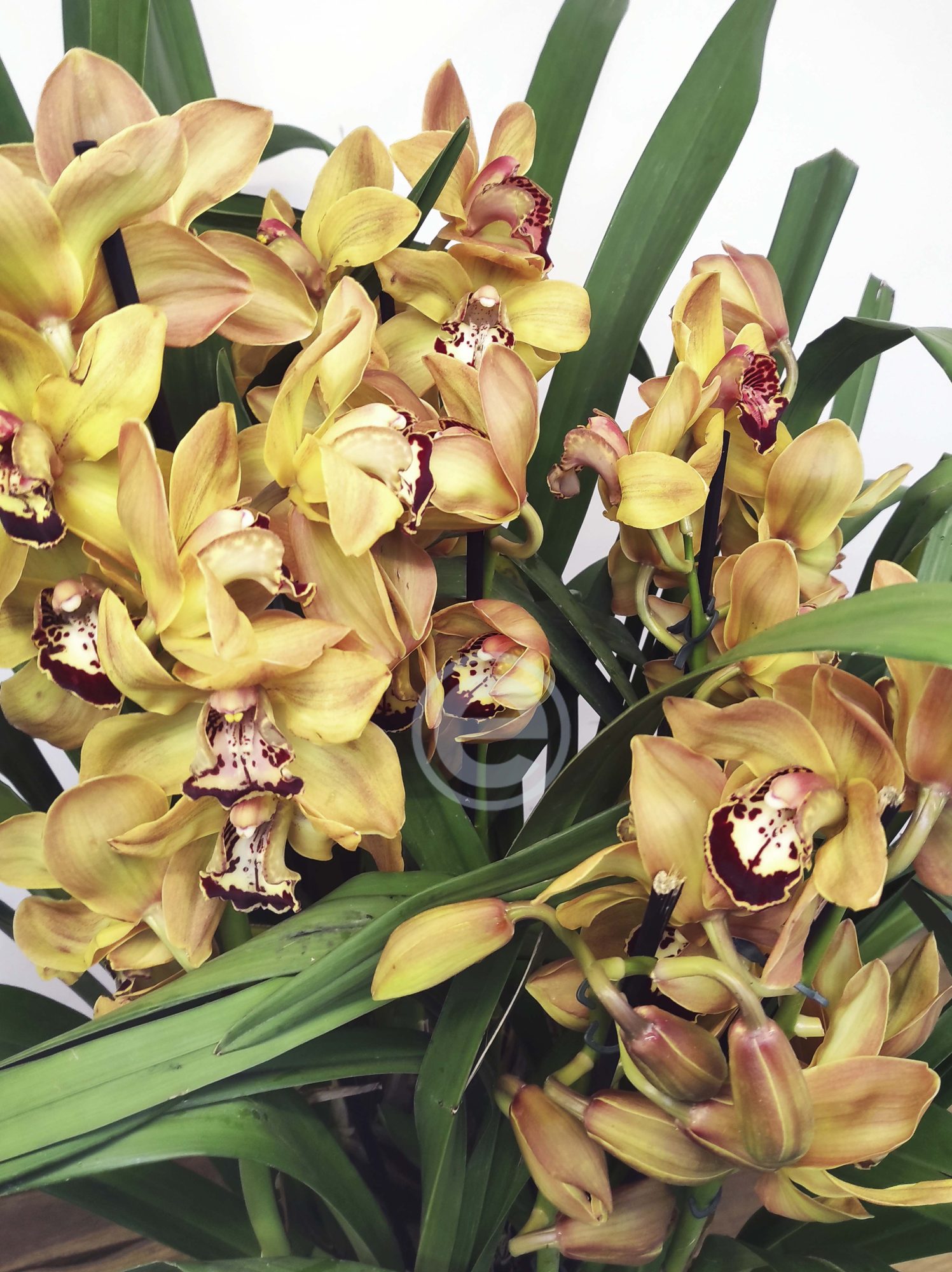 Cymbidium - Flor Grande - Image 2
