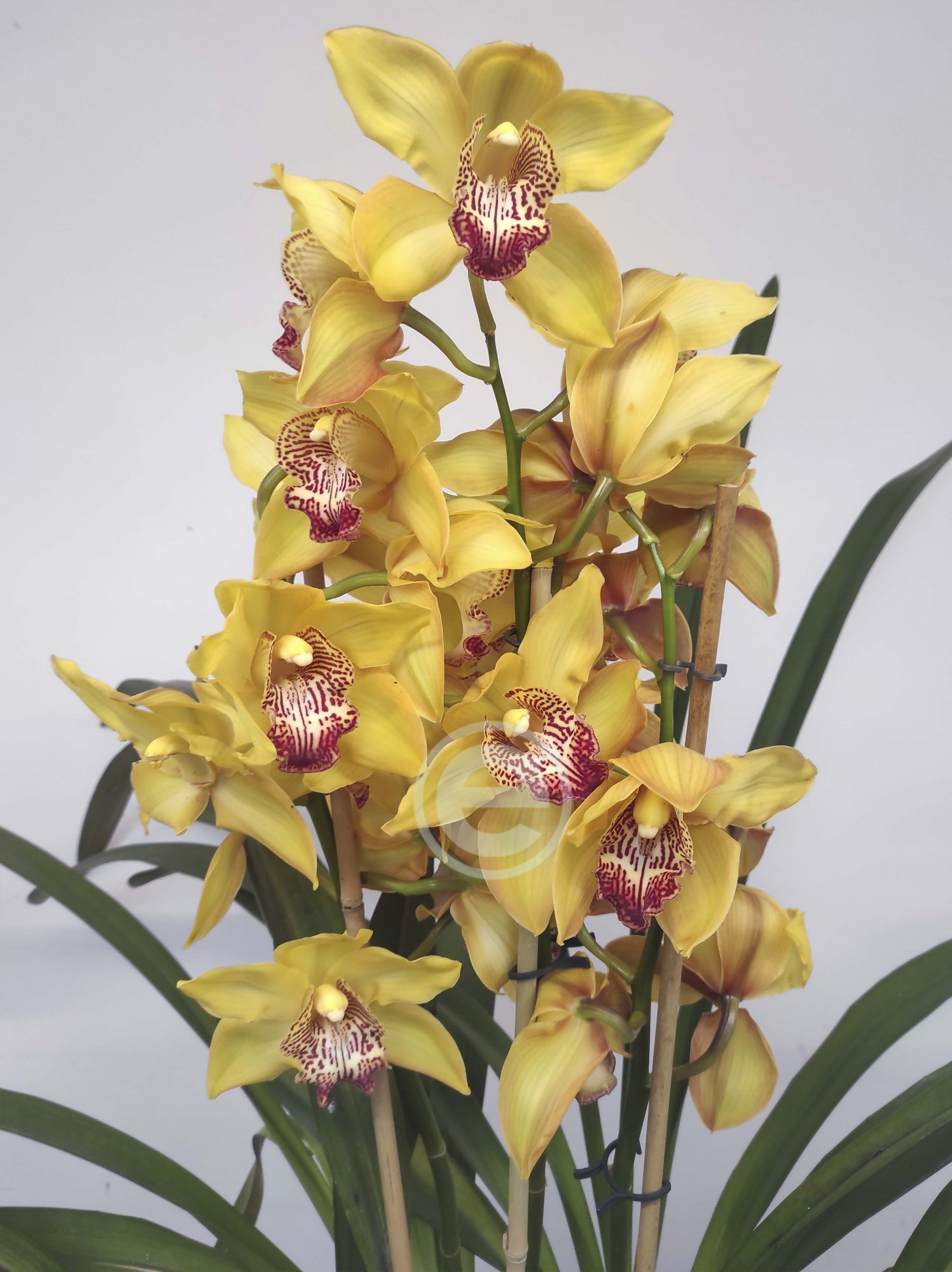 Cymbidium - Flor Grande - Image 2
