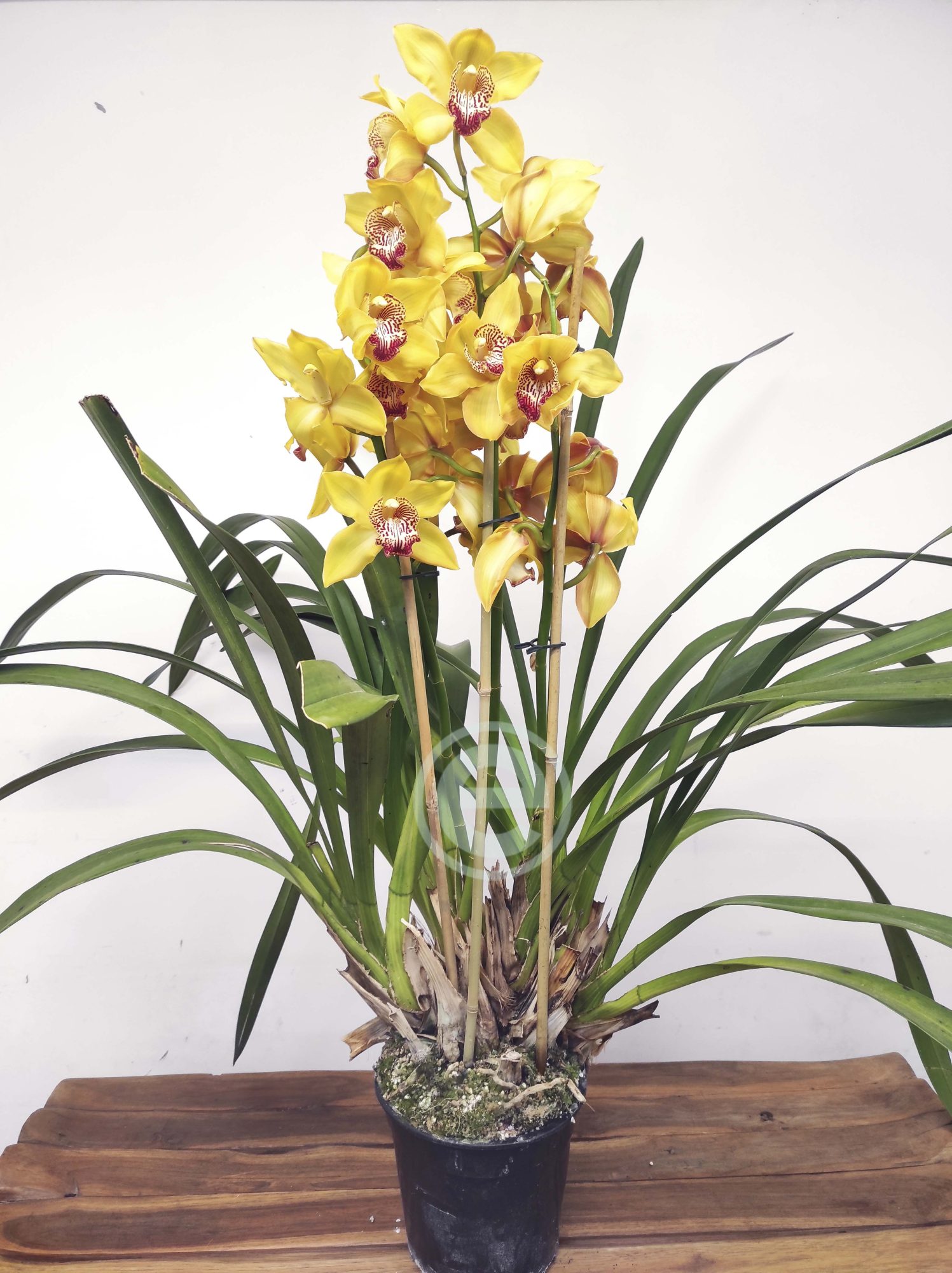 Cymbidium - Flor Grande - Image 3