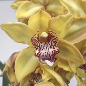 Cymbidium - Flor Grande