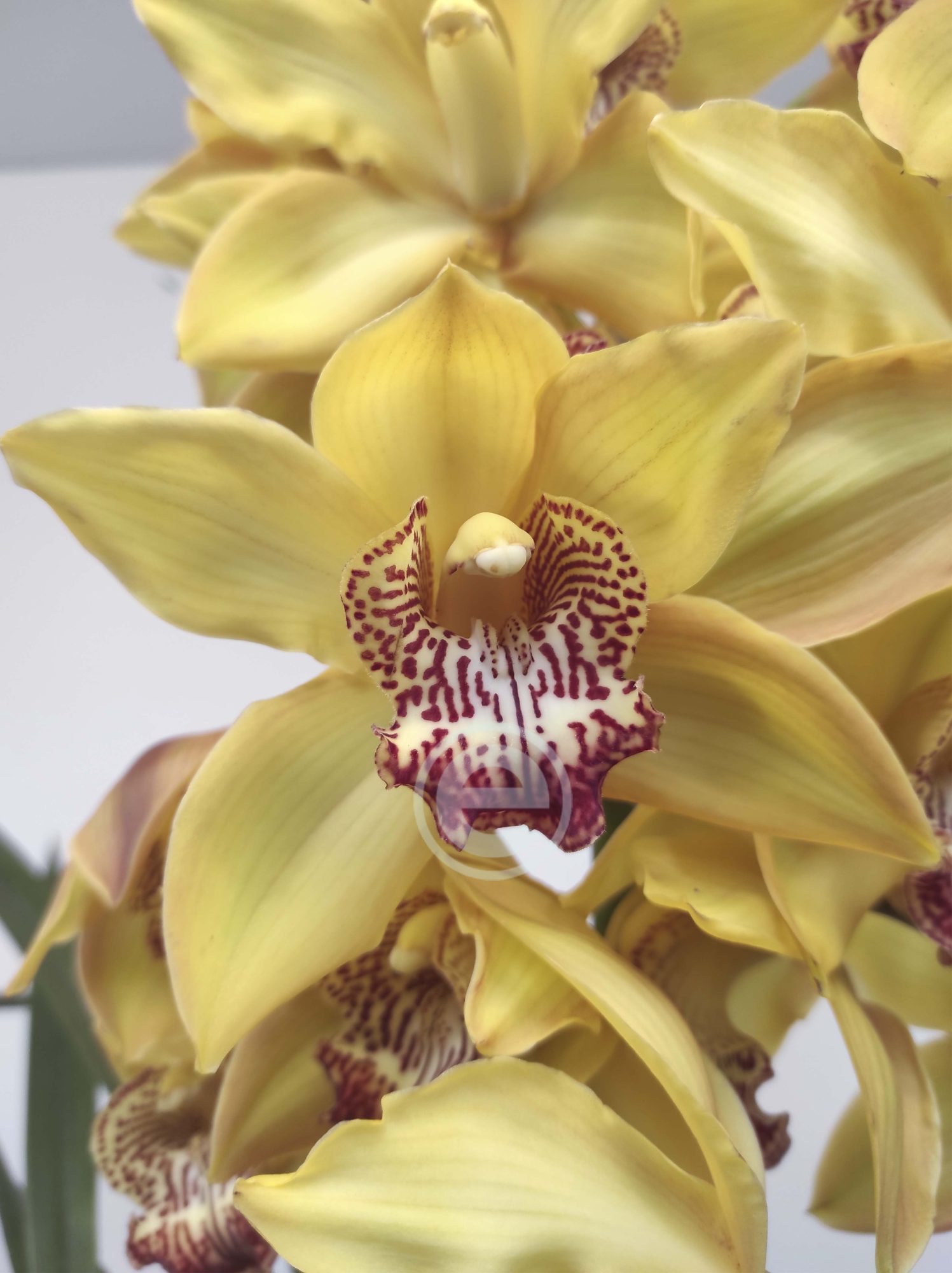Cymbidium - Flor Grande