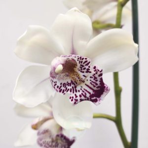 Cymbidium Flor Grande Toscana - Fátima