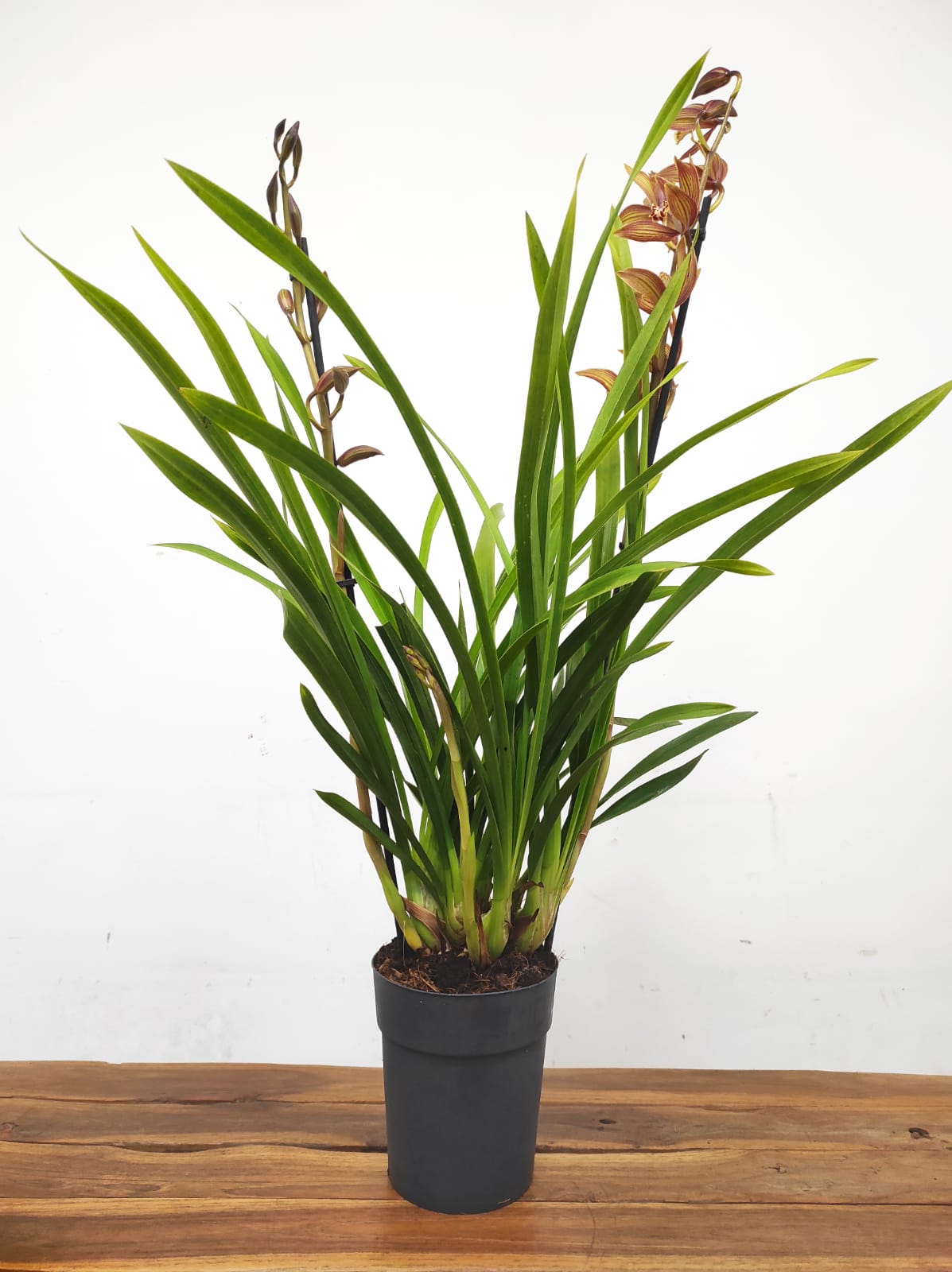 Cymbidium Claire 2 Hastes - Image 2