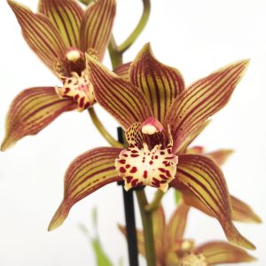Cymbidium Claire 2 Hastes