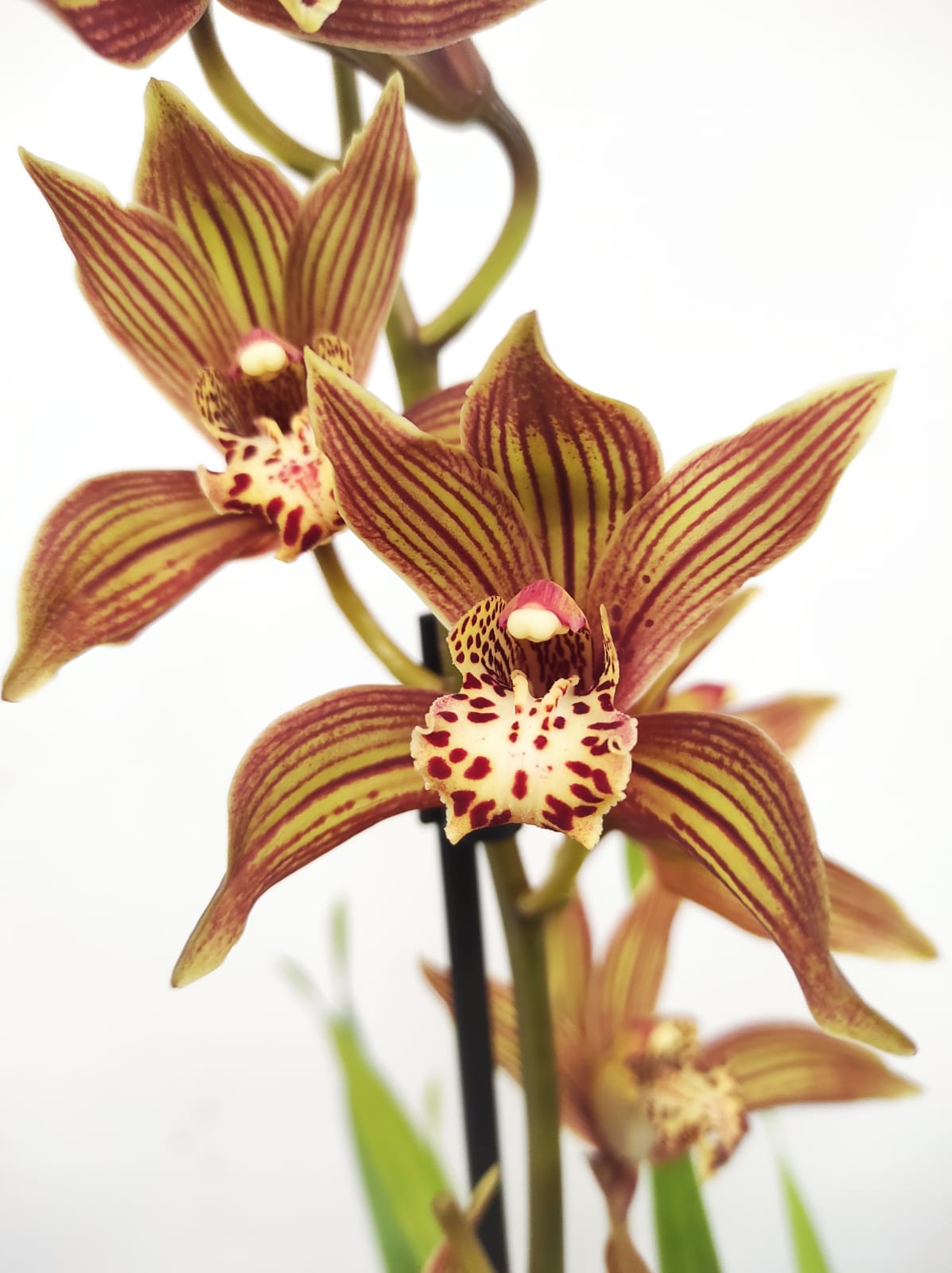 Cymbidium Claire 2 Hastes