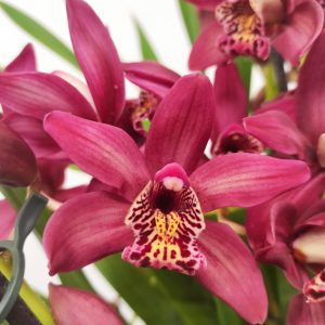 Cymbidium Vermelho 4 Hastes