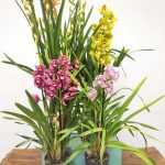 Conjunto 4 Cymbidiuns - 'Pai Natal'