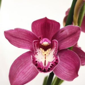 Cymbidium 1 Haste