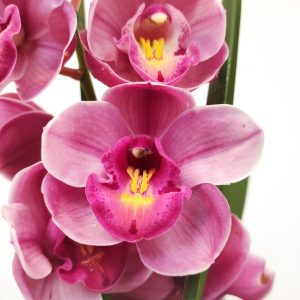 Cymbidium 1 Haste