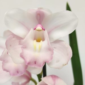 Cymbidium 1 Haste