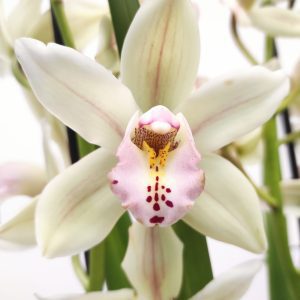 Cymbidium 1 Haste