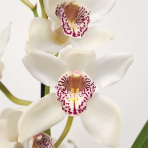 Cymbidium V.14