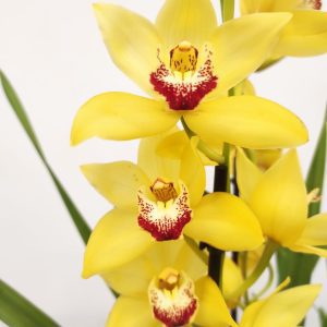 Cymbidium V.14