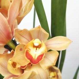 Cymbidium V.14