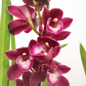 Cymbidium V.14