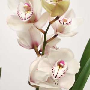 Cymbidium V.14