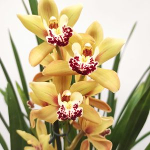 Cymbidium 1 Haste