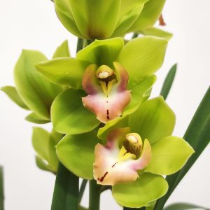 Cymbidium 1 Haste
