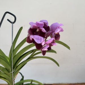Vanda Hibrida