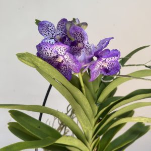 Vanda Hibrida
