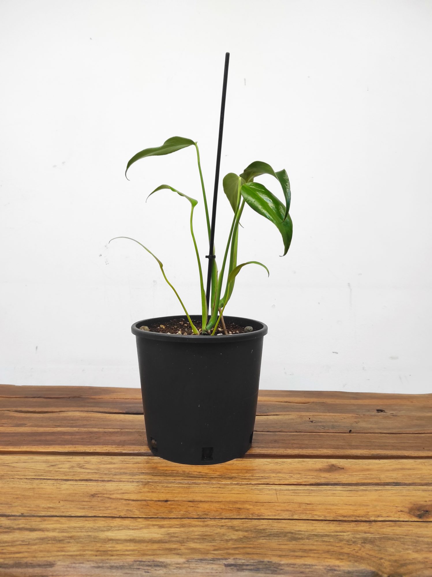 Monstera 'Burle Marx Flame' - Image 2