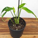 Monstera 'Burle Marx Flame'