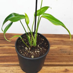 Monstera 'Burle Marx Flame'