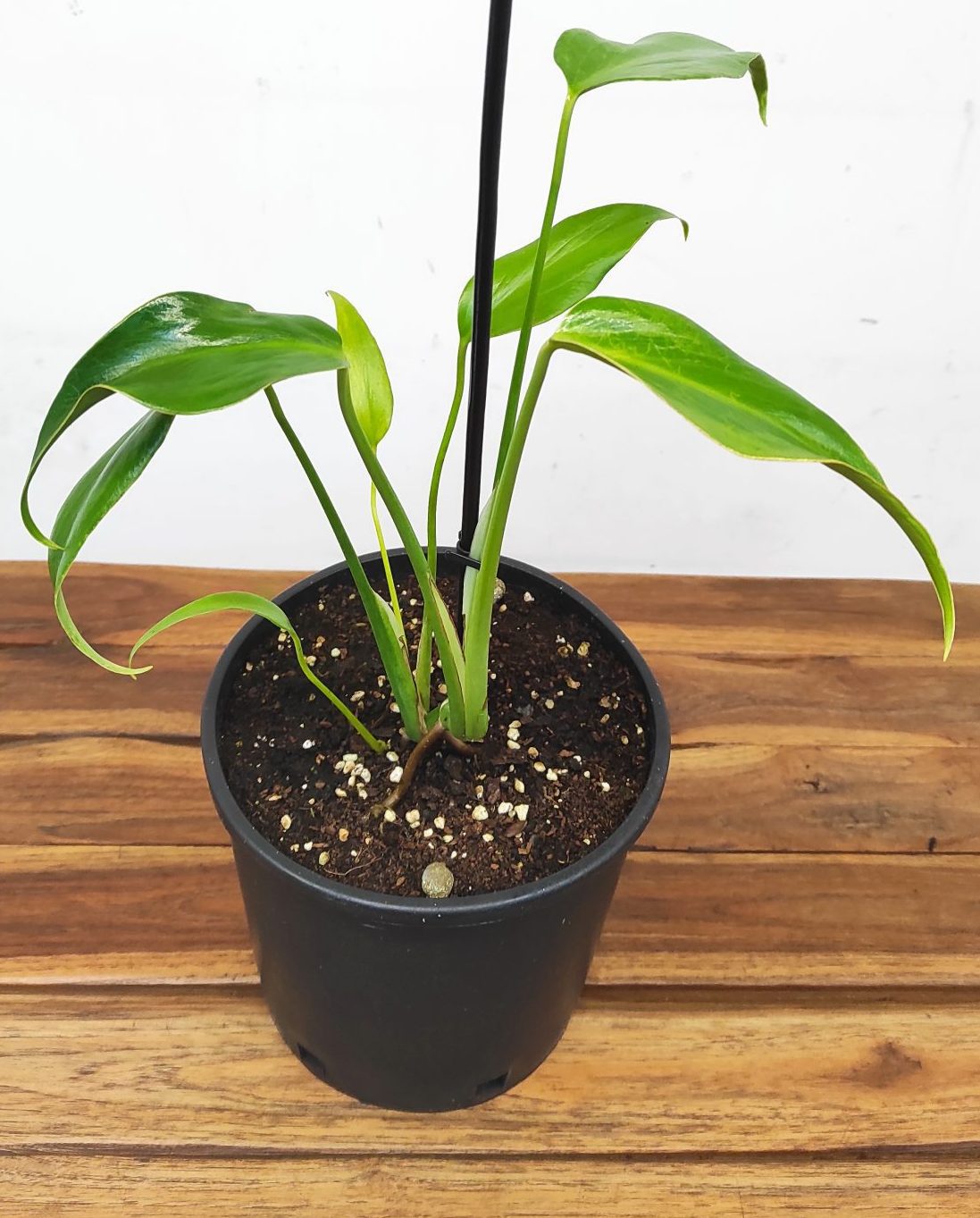 Monstera 'Burle Marx Flame'