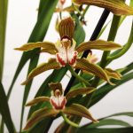 Cymbidium Especial 3 Hastes - V.21