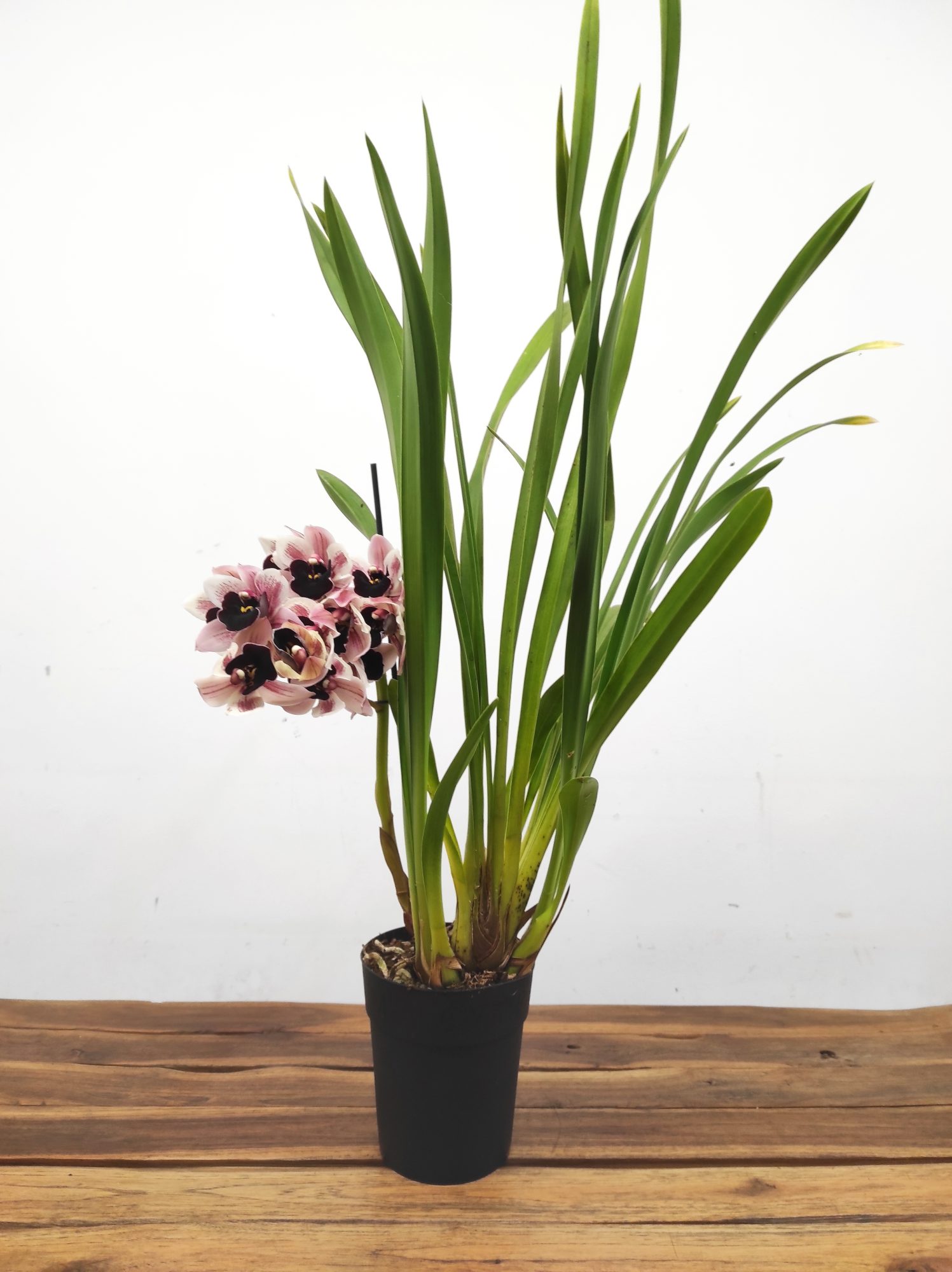 Cymbidium Especial - Una Creedon - Image 2