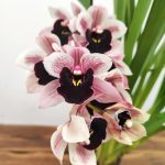 Cymbidium Especial - Una Creedon