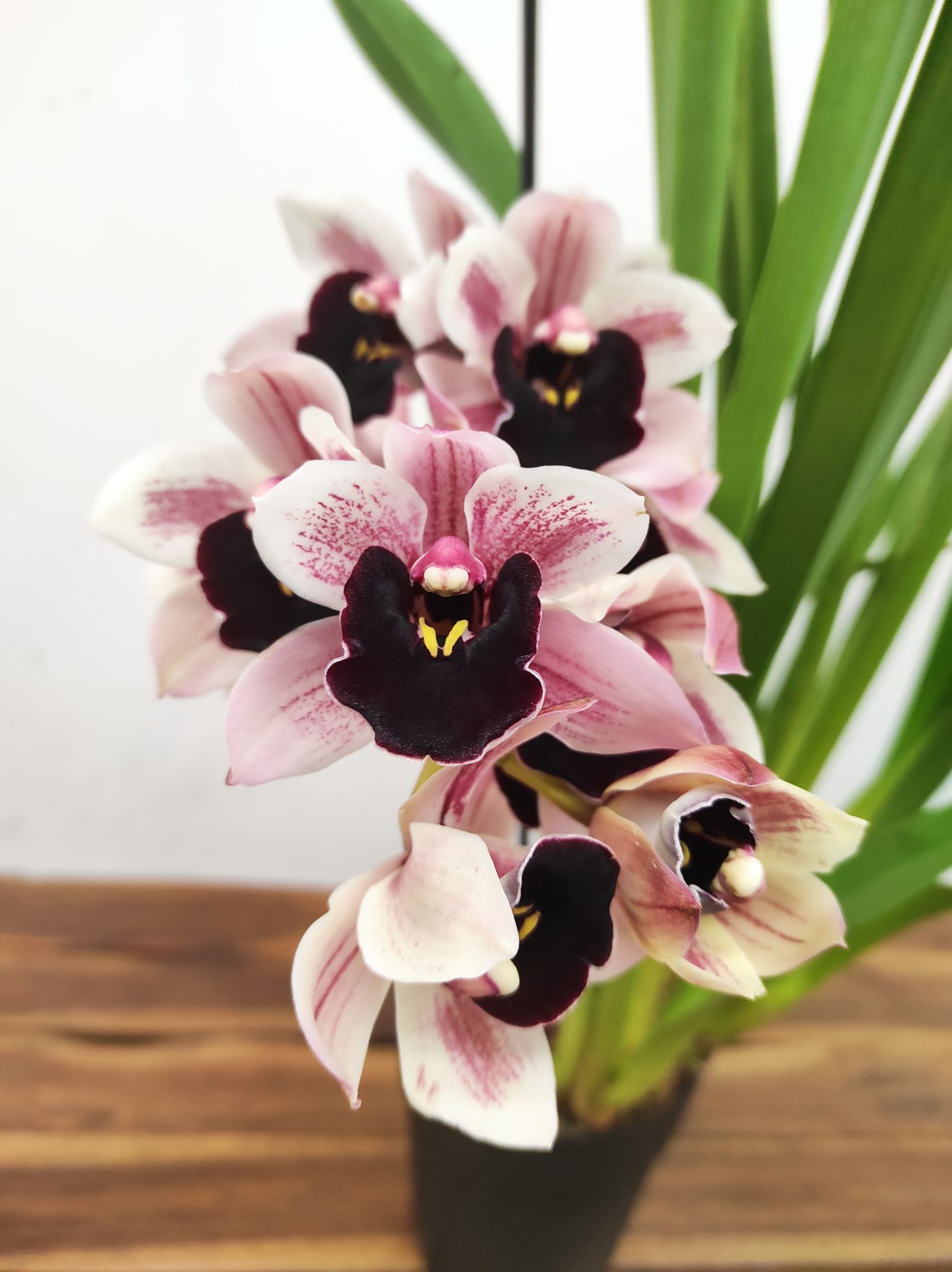 Cymbidium Especial - Una Creedon