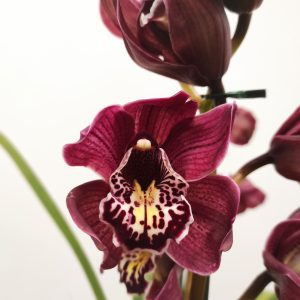 Cymbidium Flor Grande Toscana 2 hastes - Chloe
