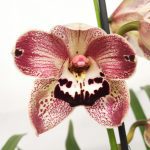 Cymbidium King Lear - 1 Haste