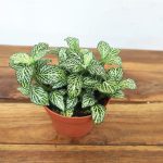 Fittonia V.8