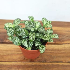 Fittonia V.8