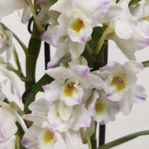 Dendrobium Nobile
