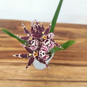 Oncidium Titanium V.9