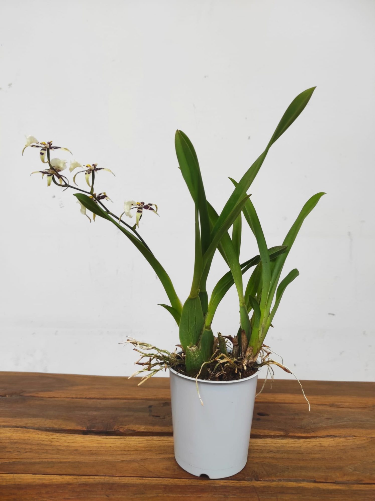 Oncidium Titanium V.9 - Image 2