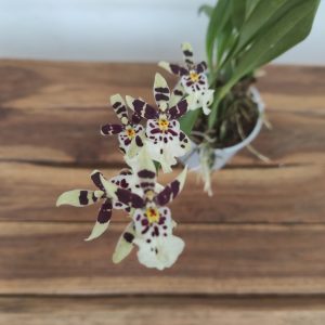 Oncidium Titanium V.9