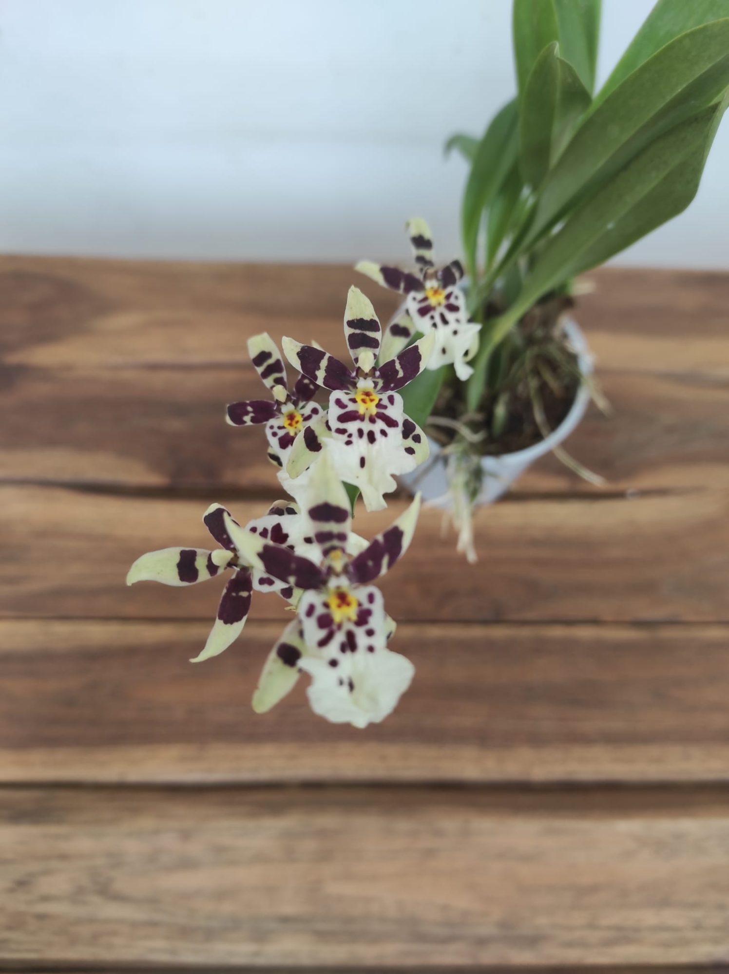 Oncidium Titanium V.9