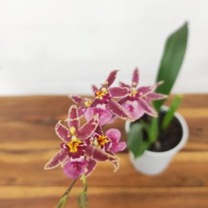 Oncidium Titanium V.9